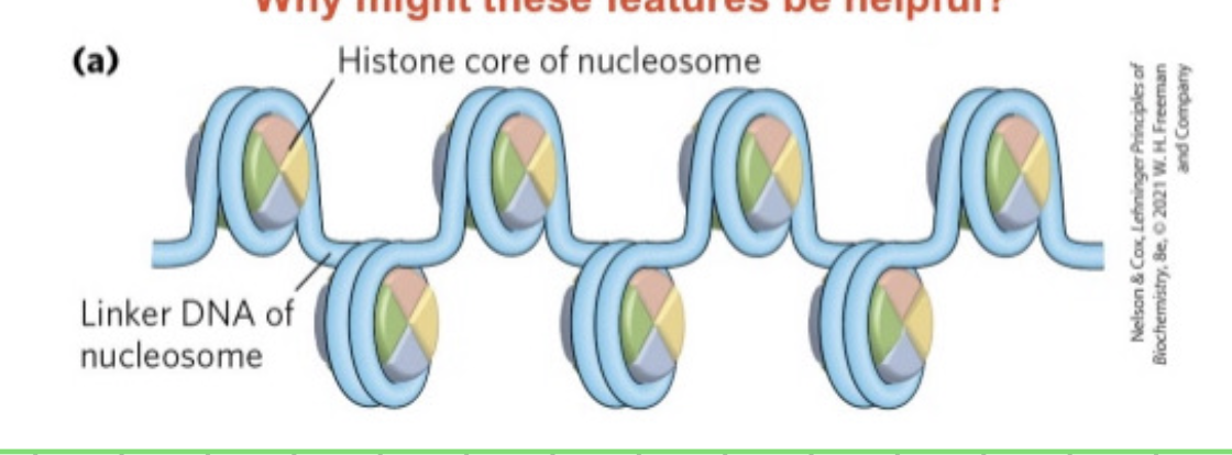 <p>many copies of histone genes in the genome. can be quickly transcribed</p><p>hostone genes = no introns - no need to spice</p><p>hostone mRNA are not polyadenylated - mRNA does not last long</p><p></p>