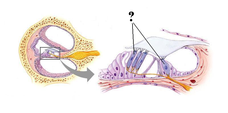 <p><span><span>Identify the indicated structures</span></span></p>