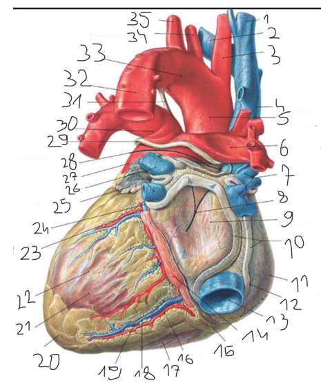 <p>17</p>