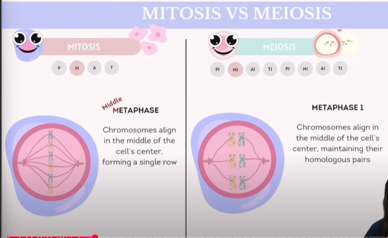 <table style="min-width: 50px"><colgroup><col style="min-width: 25px"><col style="min-width: 25px"></colgroup><tbody><tr><td colspan="1" rowspan="1"><p><strong>Mitosis MetaPhase</strong></p></td><td colspan="1" rowspan="1"><p><span style="color: red"><strong>Chromosomes align in the middle of the cell’s center, forming a single row.</strong></span></p></td></tr></tbody></table><table style="min-width: 50px"><colgroup><col style="min-width: 25px"><col style="min-width: 25px"></colgroup><tbody><tr><td colspan="1" rowspan="1"><p><strong>Meiosis Metaphase 1</strong></p></td><td colspan="1" rowspan="1"><p><span style="color: red"><strong>Chromosomes align in the middle of the cell’s center and maintain their homologous pairs.</strong></span></p></td></tr></tbody></table><p></p>