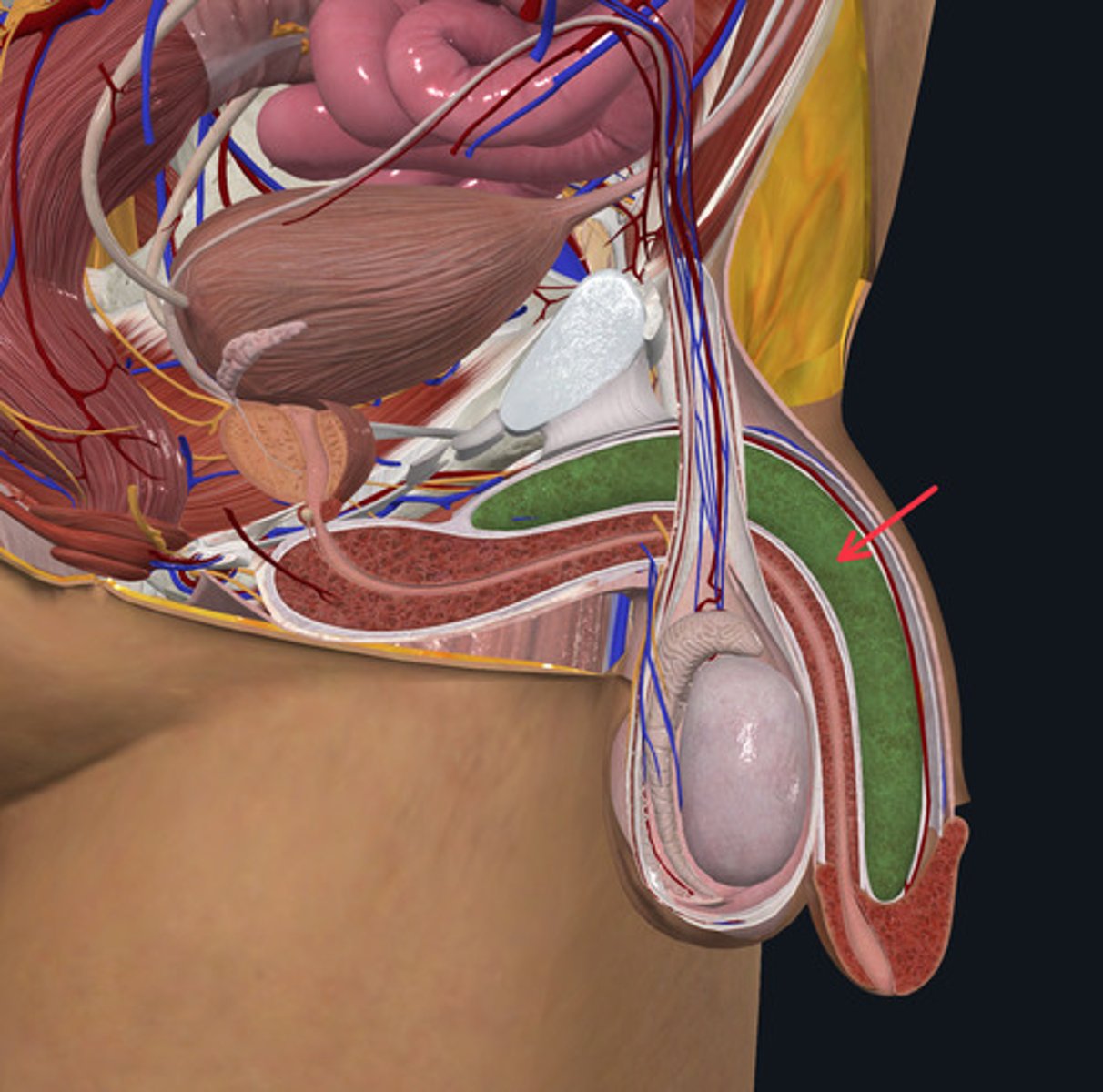 <p>ID Structure Highlighted Green Marked with the Red Arrow</p>