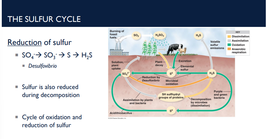<p>What is the type of anaerobic bacteria that reduces sulfate to H₂S in the reduction of sulfur in the sulfur cycle?</p>