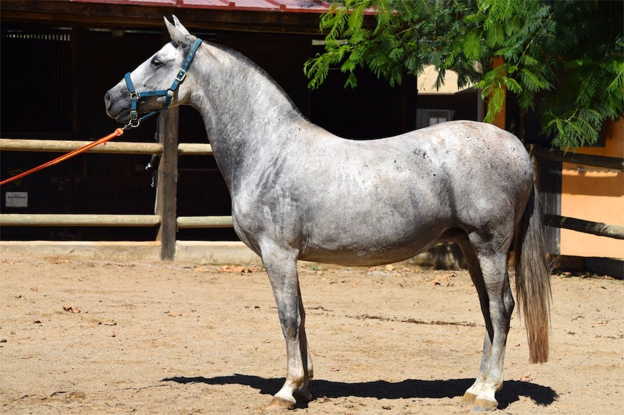 <p>What is this horse breed?</p>