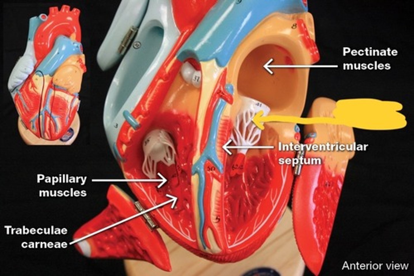 knowt flashcard image