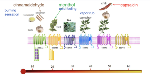 ion channels that open in response to temp and certain other chemicals