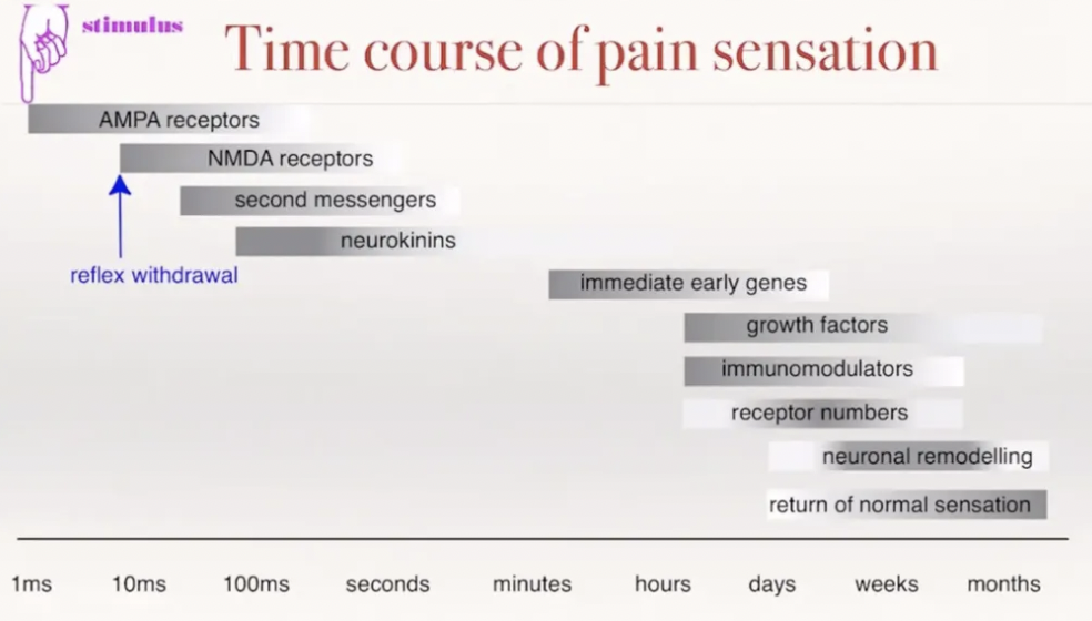 <p>Long-standing or repeated noxious stimulus (injury, inflammation) →</p><ol><li><p><strong>Peripheral sensitisation</strong> = Increased pain perception from normally painful stimuli (hyperalgesia) due to:</p><ol><li><p>Up-regulation of Na+ ion channels → Increased sensitivity of nociceptive fibres (C and A-delta fibres) → Lower threshold for activation</p></li><li><p>Release of neuropeptides (substance P and CGRP = calcitonin gene-related peptide) → Release of PGE2 and bradykinins</p></li></ol></li><li><p><strong>Central sensitisation</strong> = Pain becomes amplified, persistent, and independent of original injury (allodynia) due to:</p><ol><li><p>Neuropeptides and glutamate activate NMDA receptors in the dorsal horn</p></li><li><p>NMDA (memory) receptor activation → Increased Ca2+ influx</p></li><li><p>Changes in gene expression and ion channel activity → Long-term increase in neuronal excitability</p></li><li><p>SAME sensory input, but increased response at the level of the CNS (increased excitability of neurons in the dorsal horn)</p></li></ol></li></ol><p></p>