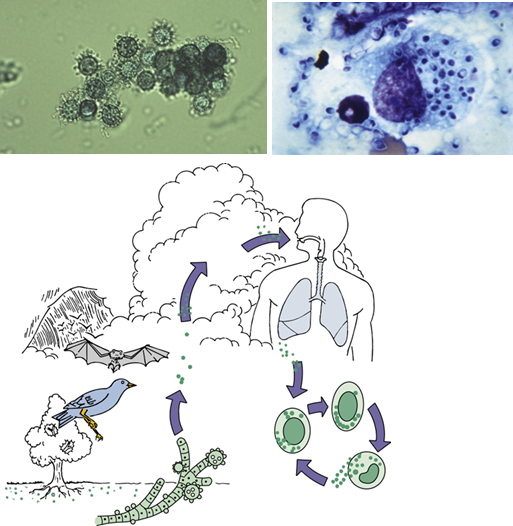 <ul><li><p class=""><strong>Intracellular survival</strong> in macrophages, enabling <strong>dissemination</strong> to lymphoid and other tissues</p></li><li><p class="">Induces <strong>granuloma formation</strong> in lung tissue</p></li></ul><p></p>