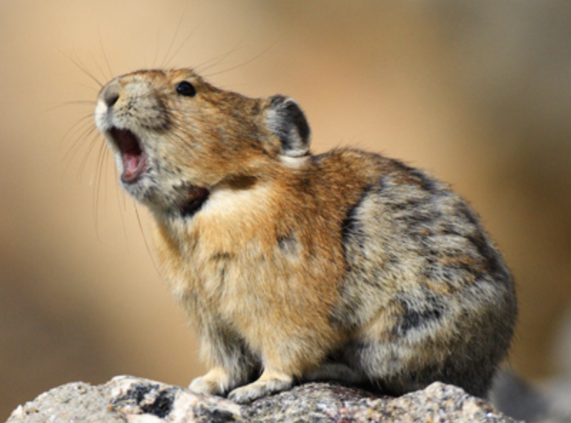 <p>Order: <strong>Lagomorpha</strong></p><p>F: <strong>Ochotonidae</strong></p>