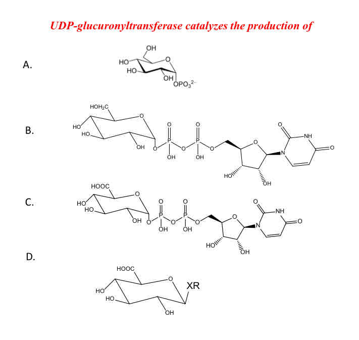 <p><strong>UDP-glucuronyltransferase catalyzed the production of… </strong>(just type the letter)</p>