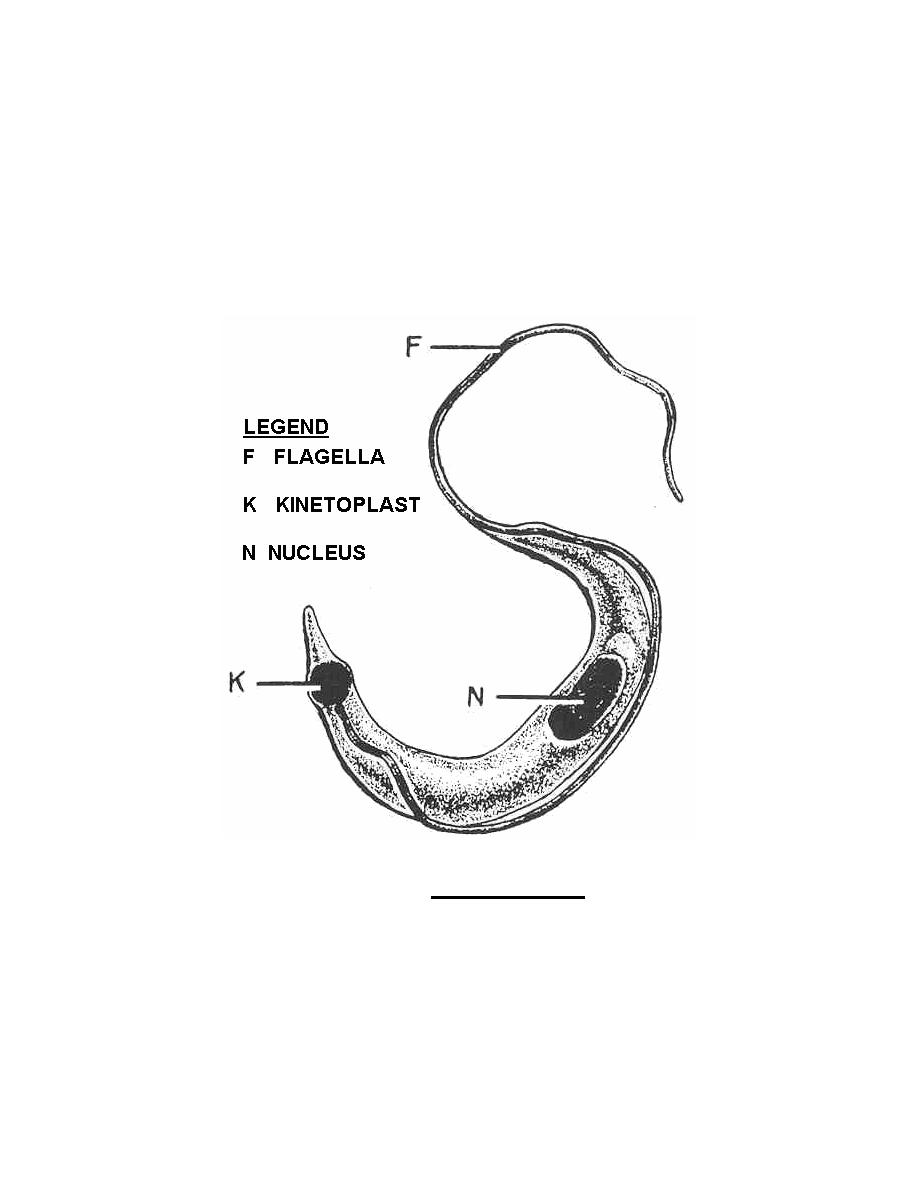 <p>Trypanosoma Cruzi Epimastigote</p>