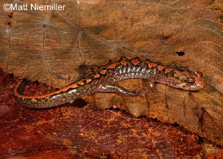 <p>Coloration in this species (2.5 to 4.5 inches in length) is highly variable. They have a round tail and a light line from the eye to the angle of the jaw. Some individuals may have a stripe down the back that can vary in color from yellow to orange, red, or brown. This stripe can be irregular or straight.</p>