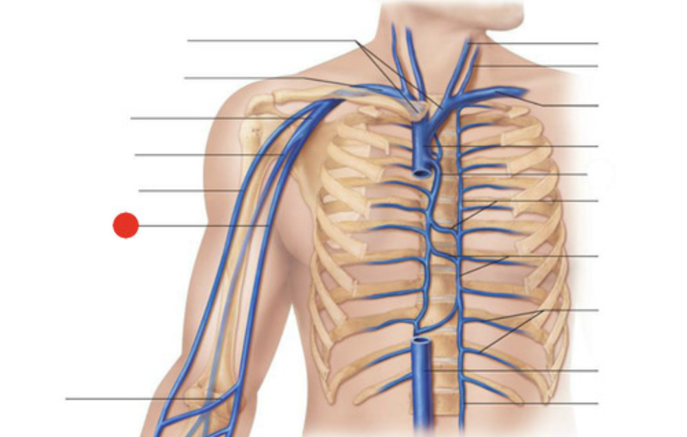 <p>The Basilic vein is the third vein of choice due to the location of the nerves by the vein</p>