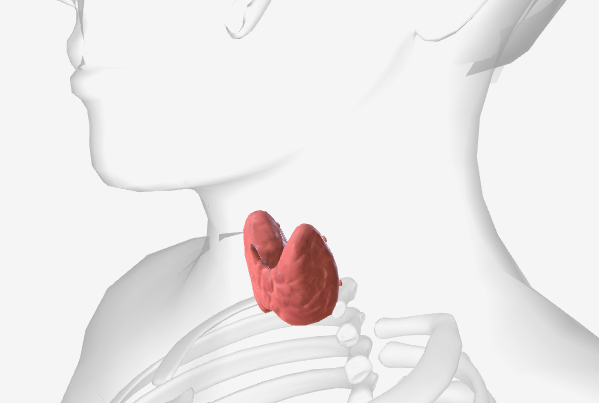 <p>What part of the endocrine system is this and what is it responsible for?</p>