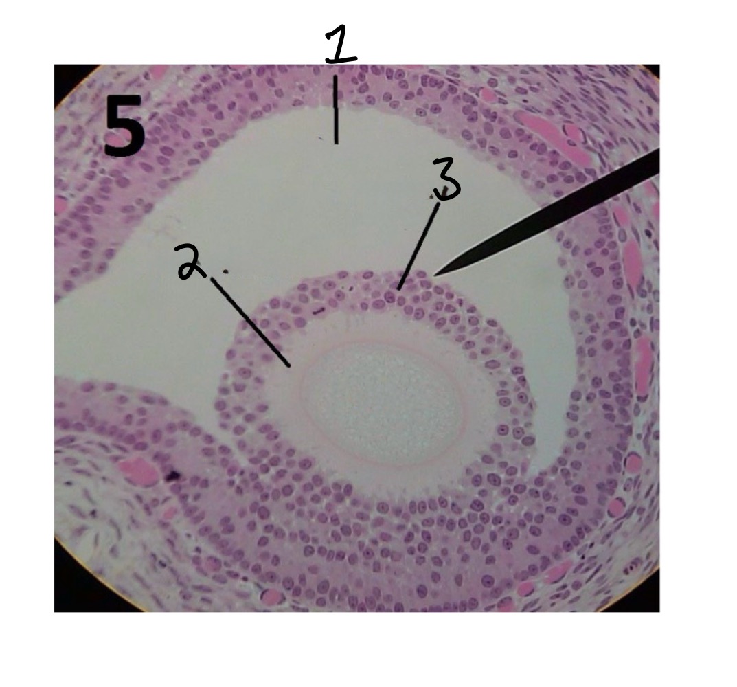 <p>Zone Pellucida </p>