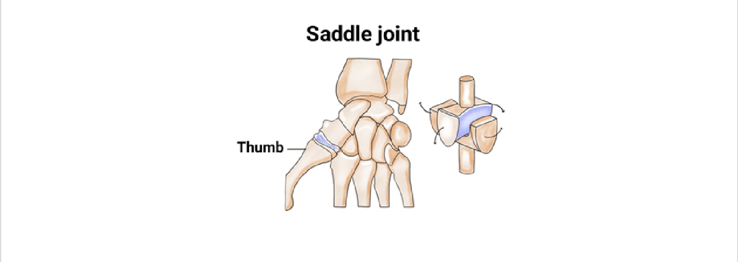 <p>Saddle: Thumb (1st carpometacarpal) - allow opposition</p>