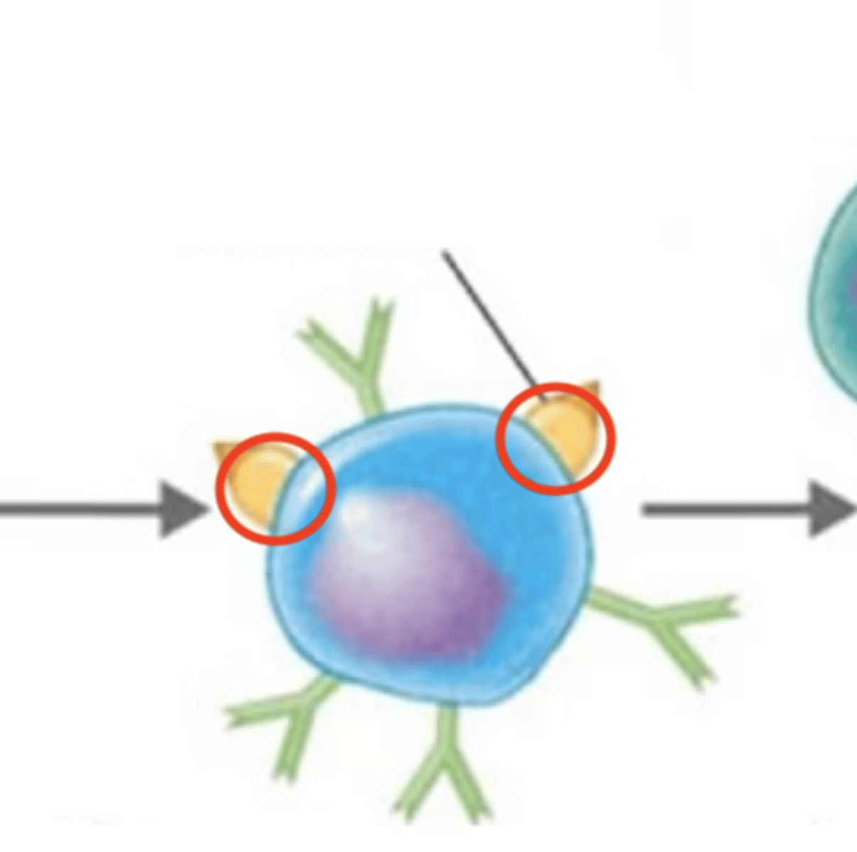 <p>Adaptive immunity</p><p>Antigen-presenting cells (APCs), such as dendritic cells, macrophages, and B cells have these receptors on their surfaces</p>