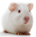 <p>GUINEA PIG (Cavia porcellus)</p><p>Strain</p><p>Colour</p><p>Characteristics</p>