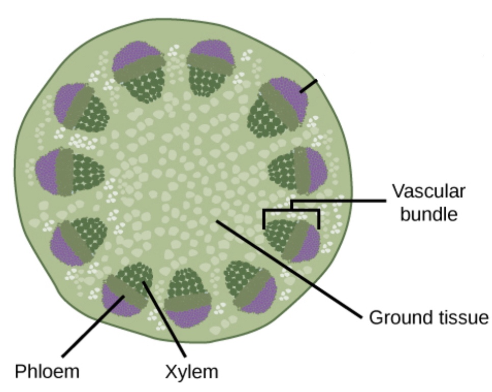 <p>Stem or Root?</p>