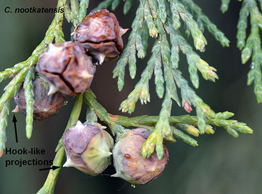 <ul><li><p>“weepy” branches</p></li><li><p>needles: evergreen last in winter, rounded, green, fronds</p></li><li><p>bark: thin, shallow, ridges, grey</p></li><li><p>repro: cones, small (1/4 in), round, smooth scales</p></li></ul>