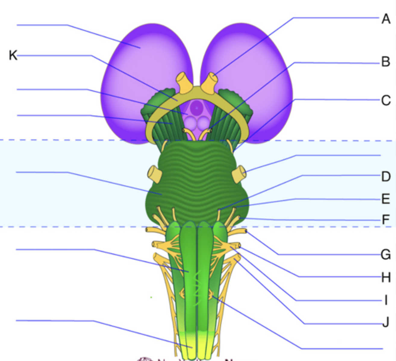 <p>E?</p>