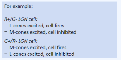 <ul><li><p>parvocellular = L/(L + M) (cherry-teal)</p></li><li><p>koniocellular = S/(L +M) (violet-lime)</p></li><li><p>magnocellular = luminance (black + white)</p></li></ul>