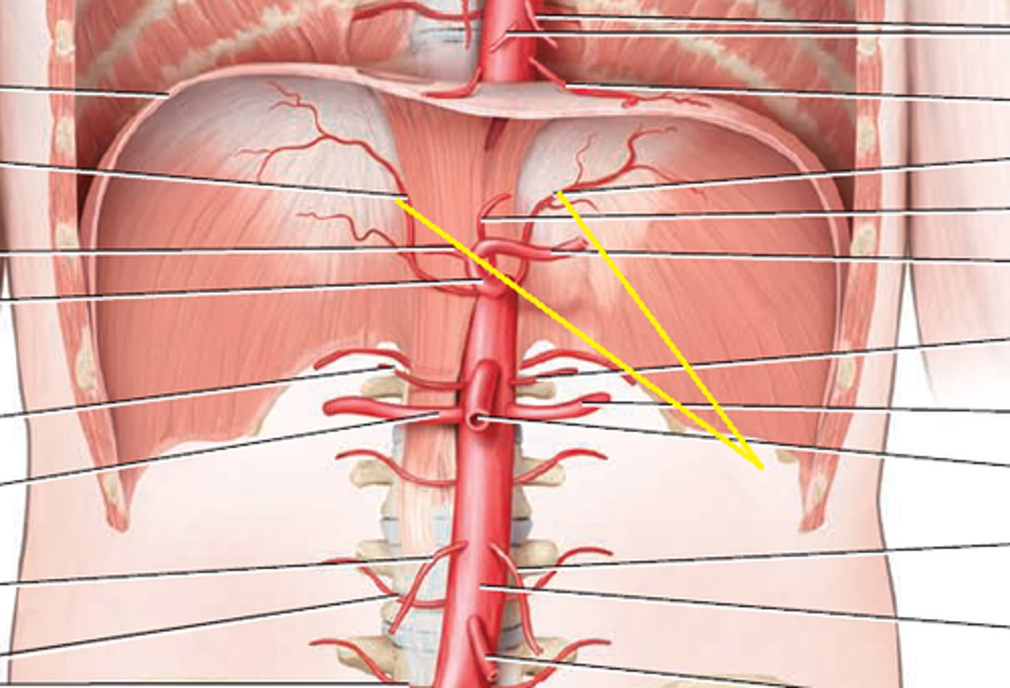 <p>branch of the abdominal aorta; supplies blood to the inferior surface of the diaphragm</p>