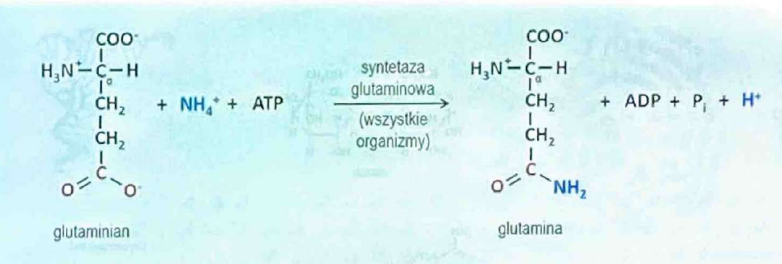 <p>syntetazę glutaminową</p>