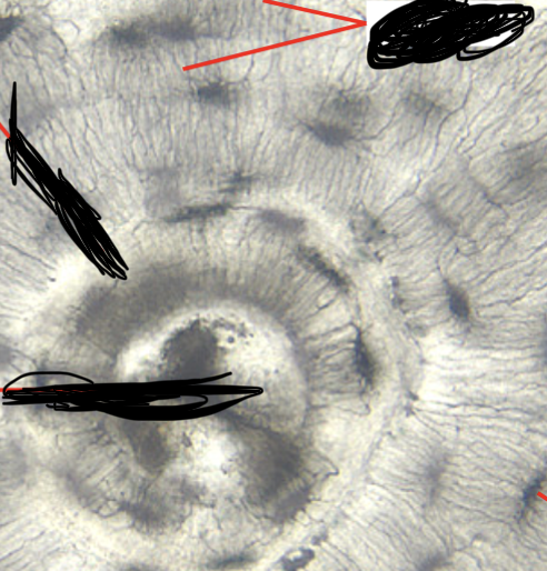 <p>small canals through matrix, appear as cracks, connect lacuna and osteocytes together </p>