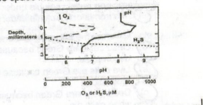 <p>The figure below shows results from microelectrode measurements of a sediment sample (as discussed in class). From the information given in the graph, <strong>match the depth</strong> to the correct microorganism by placing the letter for each of the four organisms next to the space:</p><p><strong>Organisms:</strong><br>a) Chemoorganotroph<br>b) Oxygenic phototroph<br>c) Sulfate-reducing bacteria<br>d) Sulfur-oxidizing bacteria</p><p><strong>Depth zones:</strong></p><ul><li><p><strong>0 mm (surface)</strong> →</p></li><li><p><strong>0 – 0.5 mm</strong> →</p></li><li><p><strong>0.5 – 1 mm</strong> →</p></li><li><p><strong>1 – 3 mm</strong> →</p></li></ul><p></p>