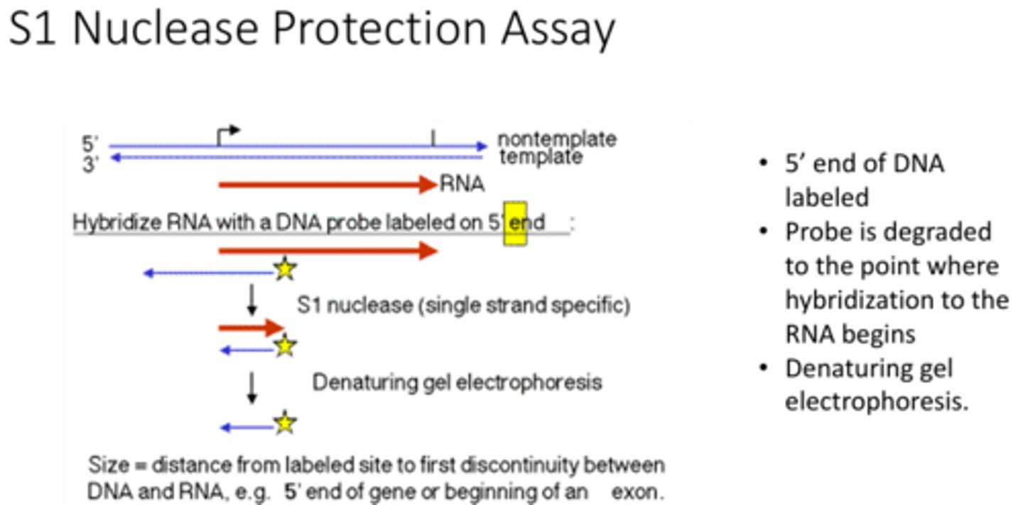 <p>This assay measures the abundance of specific RNA transcripts by hybridizing a labeled ssDNA probe to target RNA. Then it digests any unpaired regions with S1 nuclease so that just DNA-RNA hybrids are left. Using this assay in eukaryotic promoters showed that the TATA box is required to accurately position RNA pol II at the transcription start site.</p>