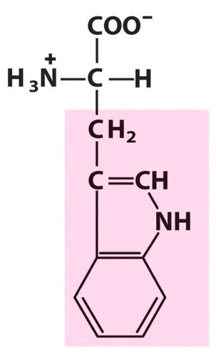 <p>Aromatic R groups</p>