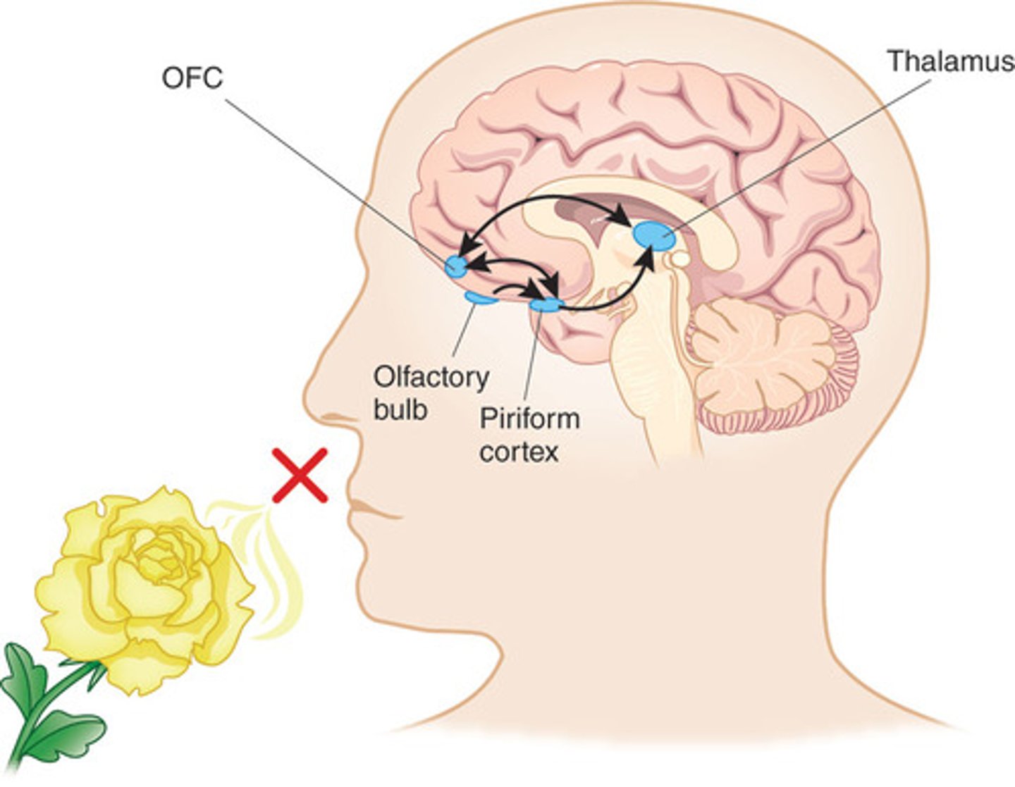 <p>The piriform cortex.</p>