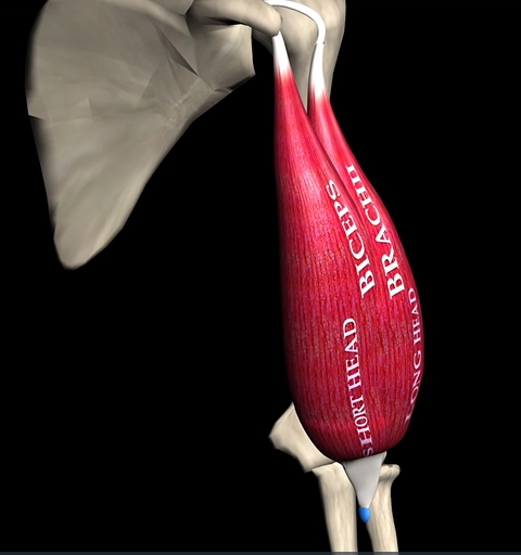 <p>Function: flexes &amp; supinates elbow and forearm</p><p>Origin: coracoid process &amp; supraglenoid tubercle</p><p>Insertion: radial tuberosity</p>