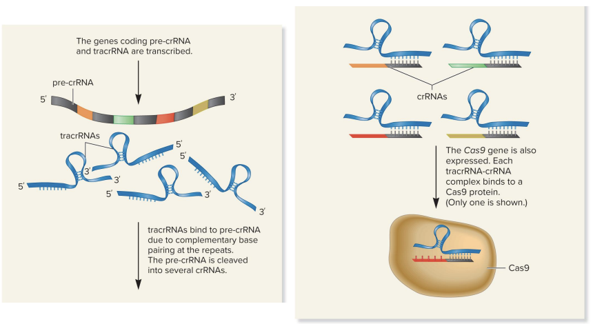 <ul><li><p>upon re-exposure, the Crispr, tracr, and Cas9 genes are transcribed</p><ul><li><p>2 noncoding RNAs (ncRNAs) are made</p><ul><li><p>pre-crRNA</p></li><li><p>tracr-RNA</p></li></ul></li></ul></li><li><p>region of tracrRNA base pairs with repeats in pre-crRNA</p><ul><li><p>the pre-crRNA is then cleaved into many small crRNAs (each contains 1 spacer)</p></li><li><p>tracrRNA-crRNA complex binds Cas9 protein thru recognition site in tracrRNA</p></li></ul></li></ul><p></p>