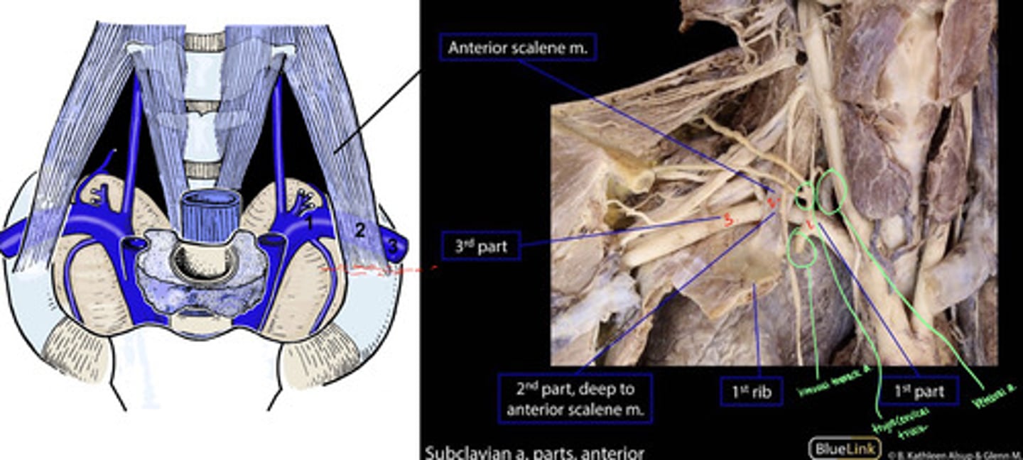 <p>1st rib; 2nd rib</p>