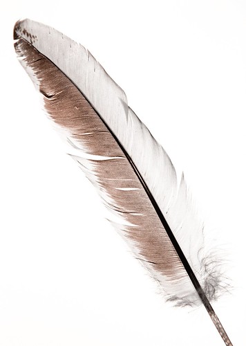 feathers