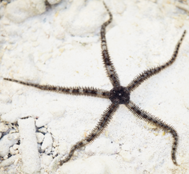 <p>What type of symmetry is this?</p>