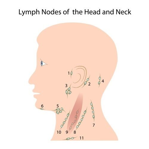 <p>Superficial/regional lymph nodes </p>