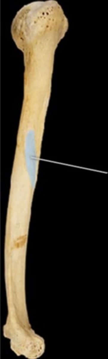 <p>Name this part of the humerus</p>