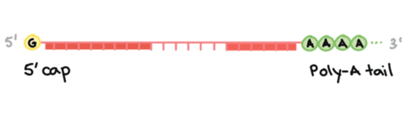 <p>Enzyme regulated modifications:</p><p>1. A GTP cap is added, doesn't matter why</p><p>2. A poly-a tail is added to protect the mRNA from exonuclease enzymes</p><p>3. Splicing: the introns (bad parts) are removed from the mRNA and the exons (good parts) stay. Spliceosomes do this.</p>