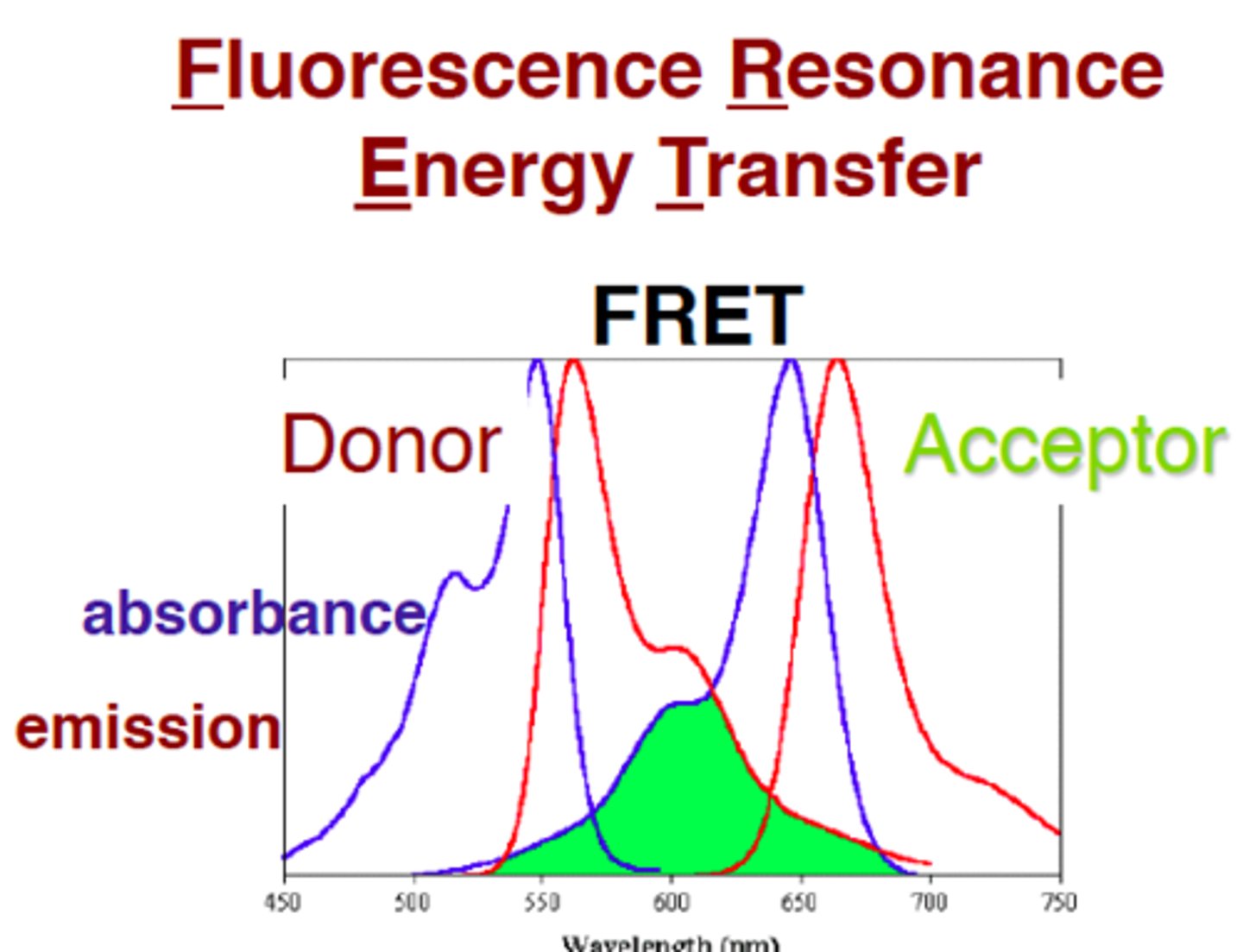 <p>Energy transfers from donor molecules, without emission, to acceptor molecules when they form dipole dipole interactions.</p><p>3 main requirements:</p><p>1. they have to be in the right orientation</p><p>2. they have to be really close (efficiency of the FRET is proportional to the r​eciprocal ​of the distance btw. the donor and the acceptor ​by the sixth power!​)</p><p>3. spectral overlap btw. donor and acceptor.</p><p>application: protein-protein interactions investigation</p>