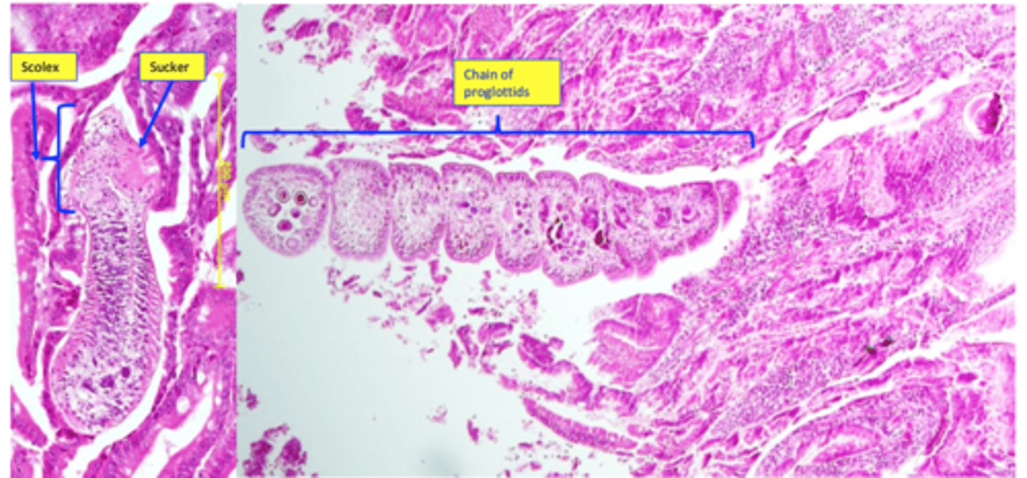 <p>Location: most species locate in the small intestine</p>