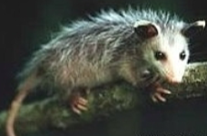 <p><em>Didelphis virginiana</em> - Virginia Opossum.</p><p>Subclass Metatheria, Order Didelphimorphia, Family Didelphidae. </p>