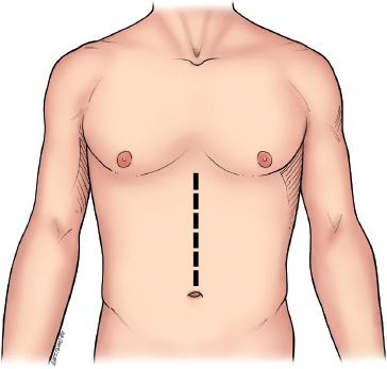 <p>an imaginary line down the center of the body dividing it into matching halves</p>