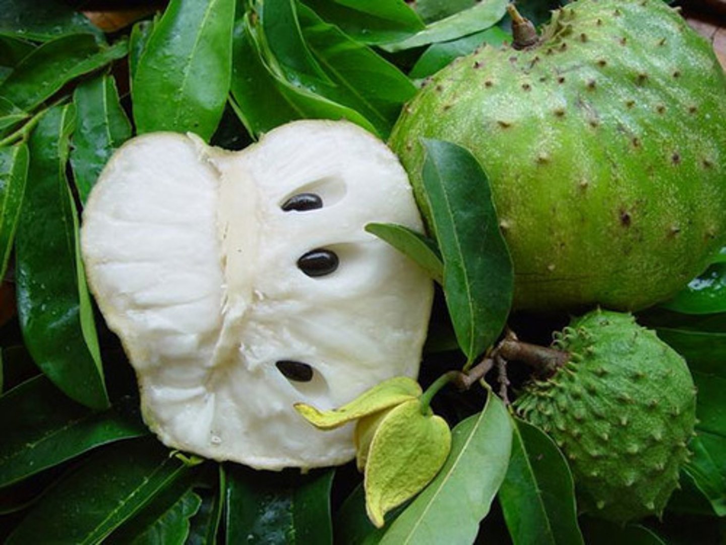 <p>soursop</p>