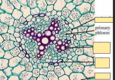 <p>Phloem</p>