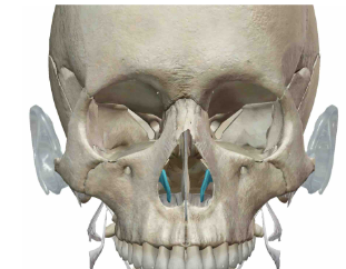 <p>What Facial Bone is this?</p>