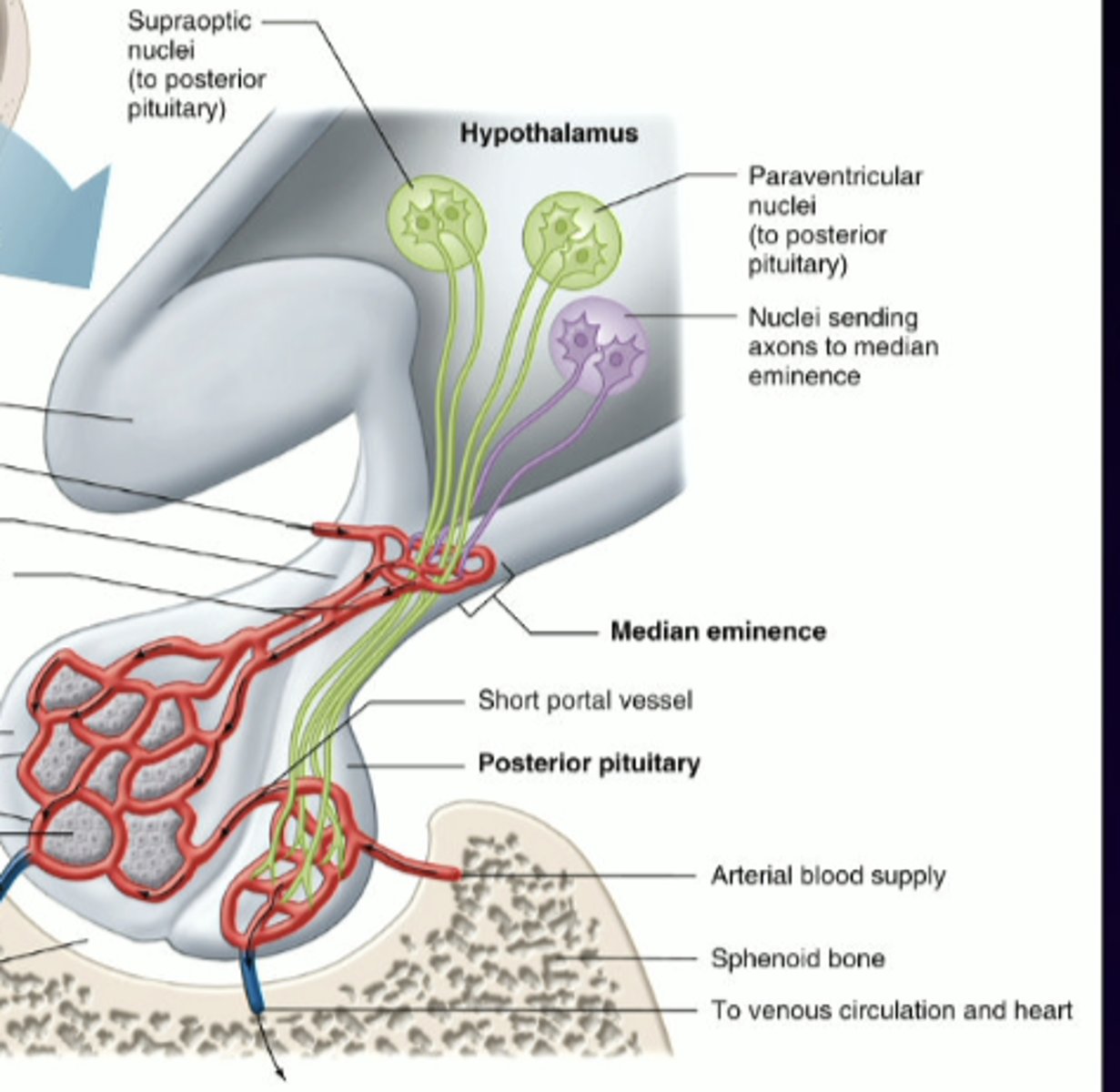 <p>extension of hypothalamus, bulblike structure, high risk for damage</p>