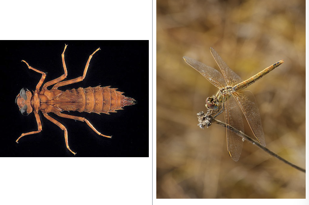 <p>importance: C2, slow-moving waters</p><p>ecology: eaten by birds, insects, fish</p><p>life: IM</p><p>feeding: carnivorous, adults eat mosquitos</p><p>*wings perpendicular to bodies at rest</p>