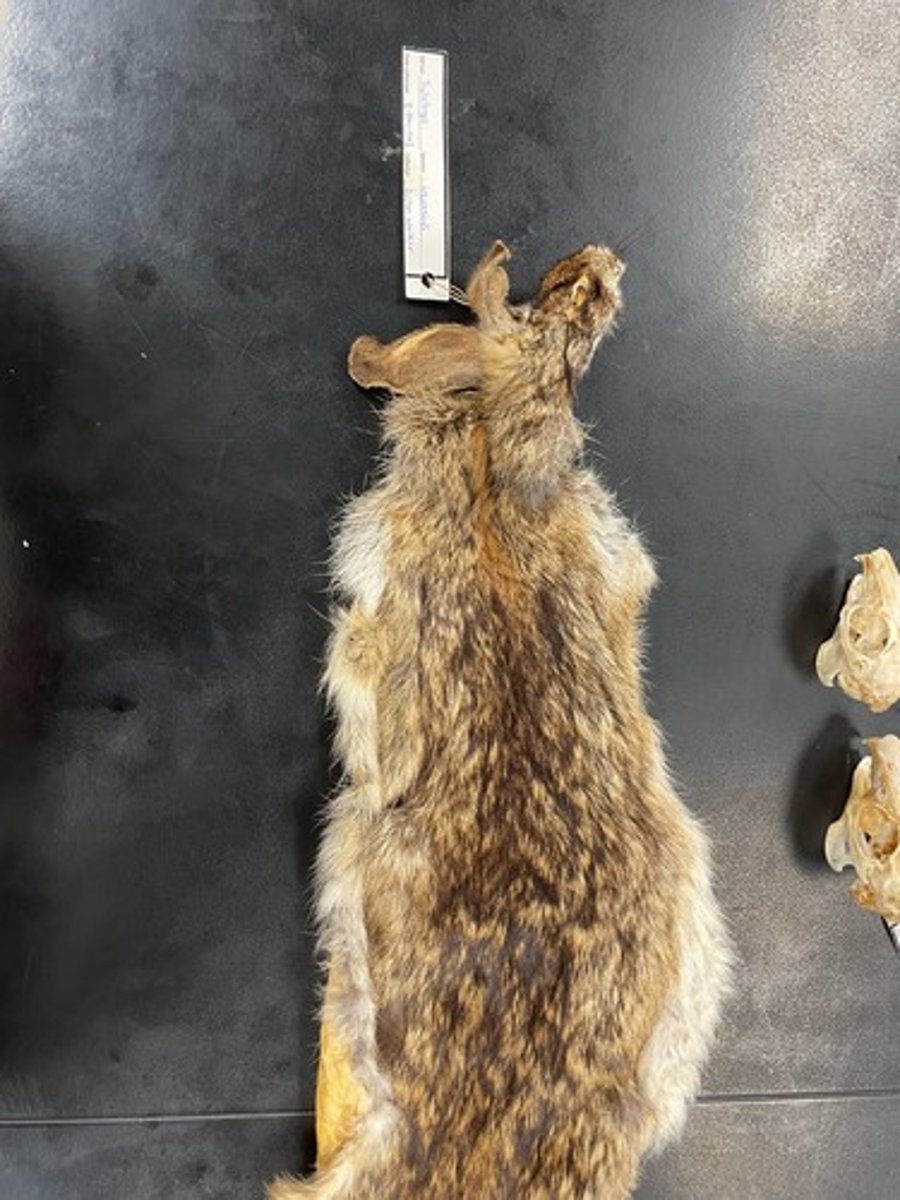 <p>Family: Leporidae</p><p>Genus & Species: Sylvilagus aquaticus</p>